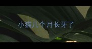 小猫几个月长牙了