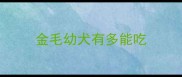 金毛幼犬有多能吃
