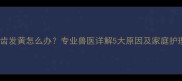 猫咪牙齿发黄怎么办专业兽医详解5大原因及家庭护理方法