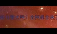 哈士奇能当警犬吗全网最全来了