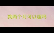 狗两个月可以遛吗