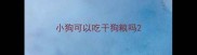 小狗可以吃干狗粮吗