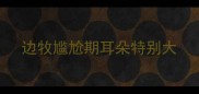 边牧尴尬期耳朵特别大