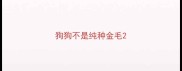 狗狗不是纯种金毛