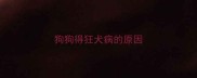 狗狗得狂犬病的原因