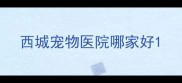 西城宠物医院哪家好