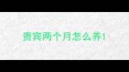 贵宾两个月怎么养