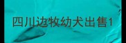 四川边牧幼犬出售