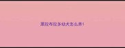黑拉布拉多幼犬怎么养