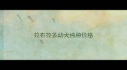 拉布拉多幼犬纯种价格