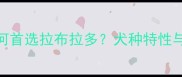 导盲犬为何首选拉布拉多犬种特性与训练标准