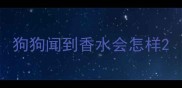 狗狗闻到香水会怎样