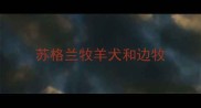 苏格兰牧羊犬和边牧