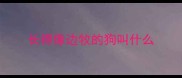 长得像边牧的狗叫什么