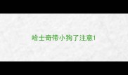 哈士奇带小狗了注意