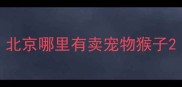 北京哪里有卖宠物猴子