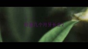 柯基几个月牙长全