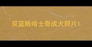 双蓝眼哈士奇成犬照片
