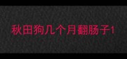 秋田狗几个月翻肠子