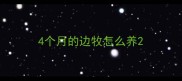 4个月的边牧怎么养