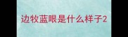 边牧蓝眼是什么样子