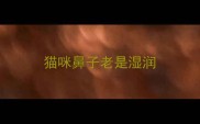 猫咪鼻子老是湿润