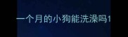 一个月的小狗能洗澡吗