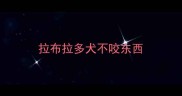 拉布拉多犬不咬东西