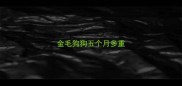 金毛狗狗五个月多重