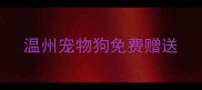 温州宠物狗免费赠送
