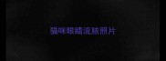 猫咪眼睛流脓照片