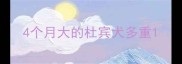 4个月大的杜宾犬多重
