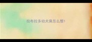拉布拉多幼犬臭怎么整