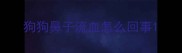 狗狗鼻子流血怎么回事