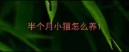 半个月小猫怎么养