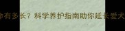 泰迪犬寿命有多长科学养护指南助你延长爱犬健康寿命