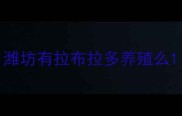 潍坊有拉布拉多养殖么