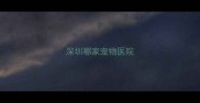 深圳哪家宠物医院