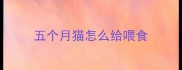 五个月猫怎么给喂食
