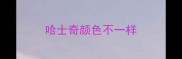 哈士奇颜色不一样