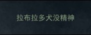 拉布拉多犬没精神