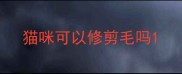 猫咪可以修剪毛吗