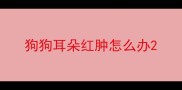 狗狗耳朵红肿怎么办