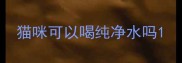 猫咪可以喝纯净水吗