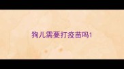 狗儿需要打疫苗吗