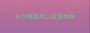 长沙哪里可以买宠物狗