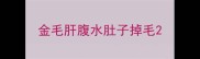 金毛肝腹水肚子掉毛