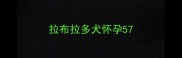 拉布拉多犬怀孕57