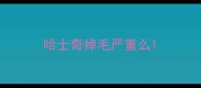 哈士奇掉毛严重么