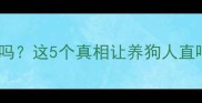 泰迪可以吃洋葱吗这5个真相让养狗人直呼科普太重要